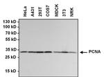 Rabbit IgG (H+L) Secondary Antibody in Western Blot (WB)