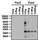 Rabbit IgG (H+L) Secondary Antibody in Western Blot (WB)