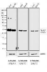 Rabbit IgG (H+L) Secondary Antibody in Western Blot (WB)