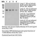 CD28 Antibody in Western Blot (WB)