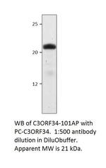 C3Orf34 Antibody in Western Blot (WB)