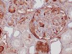 C3d Antibody in Immunohistochemistry (Paraffin) (IHC (P))