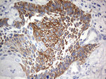 C3orf15 Antibody in Immunohistochemistry (Paraffin) (IHC (P))