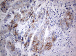 C3orf15 Antibody in Immunohistochemistry (Paraffin) (IHC (P))