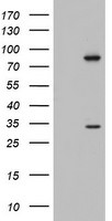 C3orf15 Antibody in Western Blot (WB)