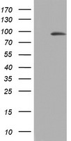 C3orf15 Antibody in Western Blot (WB)