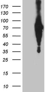 C3orf25 Antibody in Western Blot (WB)