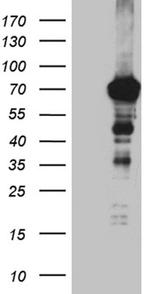 C3orf25 Antibody in Western Blot (WB)
