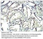 C4a Polyclonal Antibody