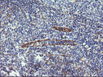 C4orf22 Antibody in Immunohistochemistry (Paraffin) (IHC (P))