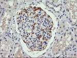 C4orf22 Antibody in Immunohistochemistry (Paraffin) (IHC (P))