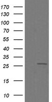C4orf22 Antibody in Western Blot (WB)