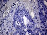 C4orf36 Antibody in Immunohistochemistry (Paraffin) (IHC (P))