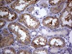 C4orf36 Antibody in Immunohistochemistry (Paraffin) (IHC (P))