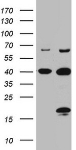 C4orf36 Antibody in Western Blot (WB)