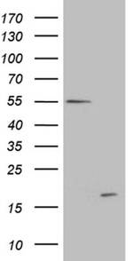 C4orf36 Antibody in Western Blot (WB)