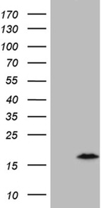 C4orf36 Antibody in Western Blot (WB)