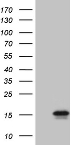 C4orf36 Antibody in Western Blot (WB)