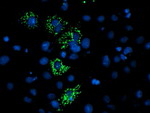 C4orf42 Antibody in Immunocytochemistry (ICC/IF)