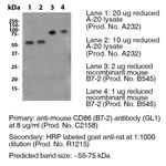 CD86 Antibody in Western Blot (WB)