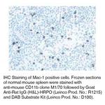 CD11b Antibody in Immunohistochemistry (Frozen) (IHC (F))
