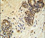 PPP1R35 Antibody in Immunohistochemistry (IHC)