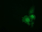 C9orf41 Antibody in Immunocytochemistry (ICC/IF)