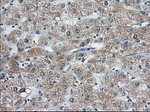 C9orf41 Antibody in Immunohistochemistry (Paraffin) (IHC (P))