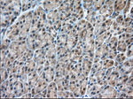 C9orf41 Antibody in Immunohistochemistry (Paraffin) (IHC (P))