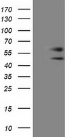 C9orf41 Antibody in Western Blot (WB)