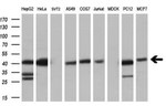 C9orf41 Antibody in Western Blot (WB)