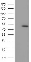 C9orf41 Antibody in Western Blot (WB)