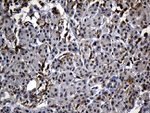 C9orf43 Antibody in Immunohistochemistry (Paraffin) (IHC (P))