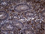C9orf43 Antibody in Immunohistochemistry (Paraffin) (IHC (P))