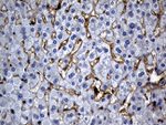 C9orf43 Antibody in Immunohistochemistry (Paraffin) (IHC (P))