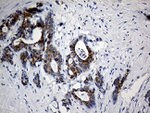 C9orf43 Antibody in Immunohistochemistry (Paraffin) (IHC (P))