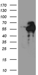 C9orf43 Antibody in Western Blot (WB)