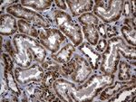 C9orf89 Antibody in Immunohistochemistry (Paraffin) (IHC (P))