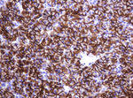 CA12 Antibody in Immunohistochemistry (Paraffin) (IHC (P))
