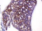CA12 Antibody in Immunohistochemistry (Paraffin) (IHC (P))