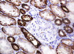 CA12 Antibody in Immunohistochemistry (Paraffin) (IHC (P))