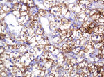 CA12 Antibody in Immunohistochemistry (Paraffin) (IHC (P))