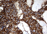 CA12 Antibody in Immunohistochemistry (Paraffin) (IHC (P))