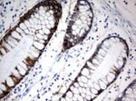 CA12 Antibody in Immunohistochemistry (Paraffin) (IHC (P))