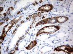 CA12 Antibody in Immunohistochemistry (Paraffin) (IHC (P))