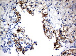 CA12 Antibody in Immunohistochemistry (Paraffin) (IHC (P))