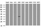 CA12 Antibody in Western Blot (WB)