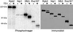 TAP Tag Antibody in Western Blot (WB)