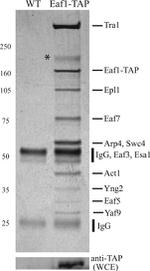 TAP Tag Antibody in Western Blot (WB)