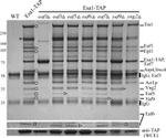 TAP Tag Antibody in Western Blot (WB)